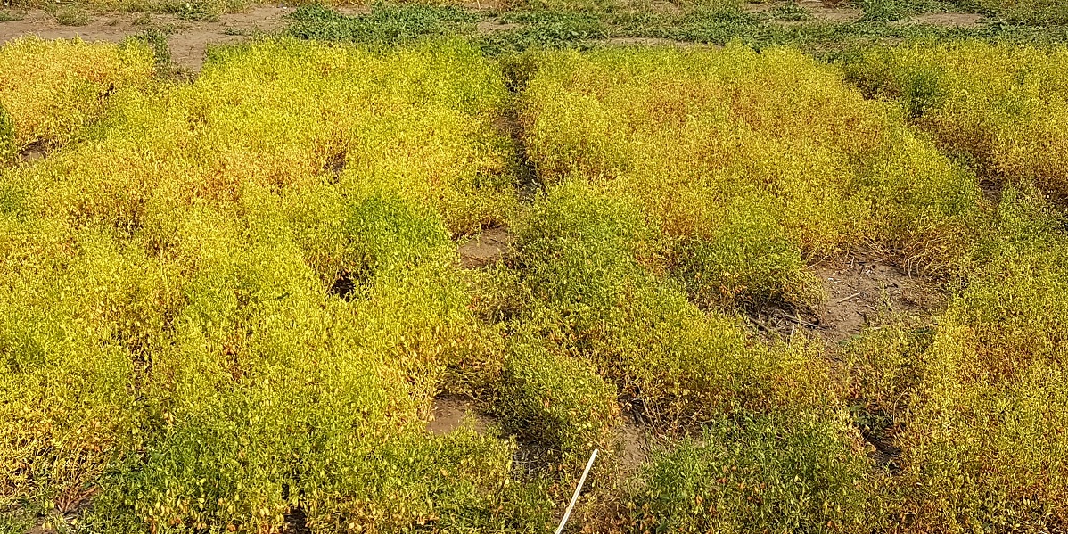 large green lentils at 30% seed moisture