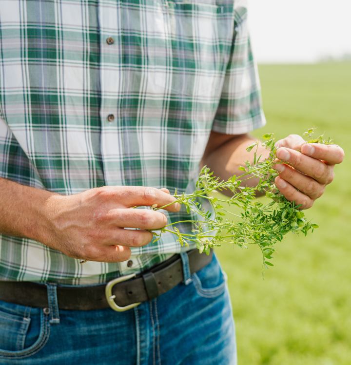 Hands Holding Lentil Plant