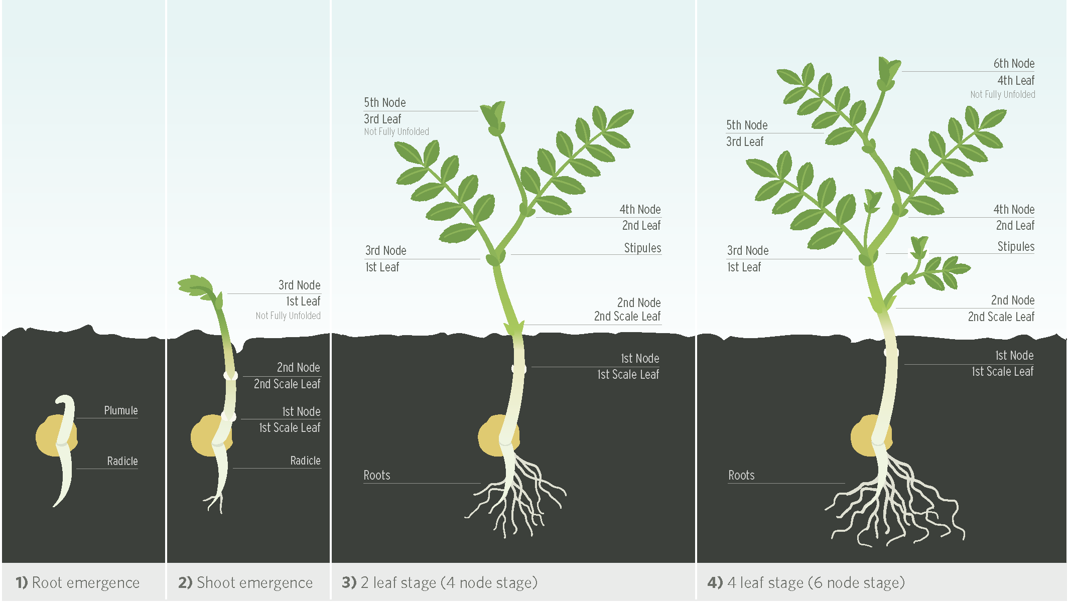 Chickpea Growth Stages Diagram