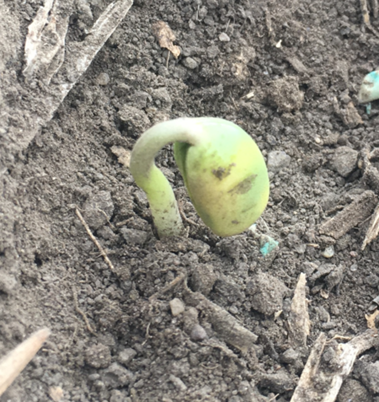 Tips for Rolling Your Pulse and Soybean Crops | Saskatchewan Pulse Growers