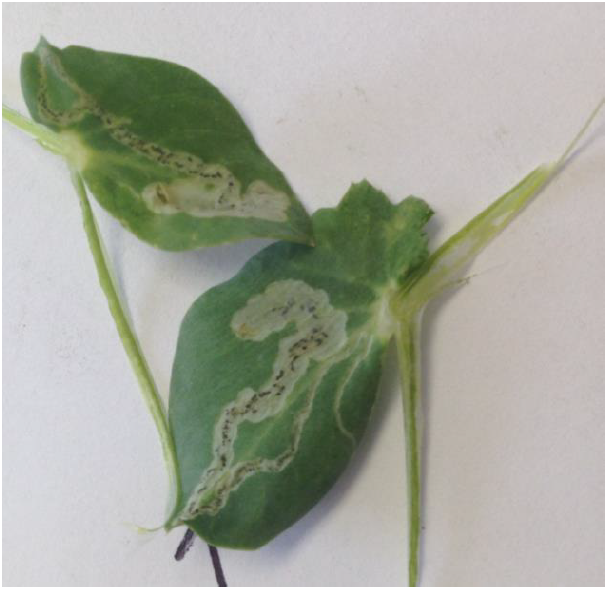 Evidence of leaf miner in pea