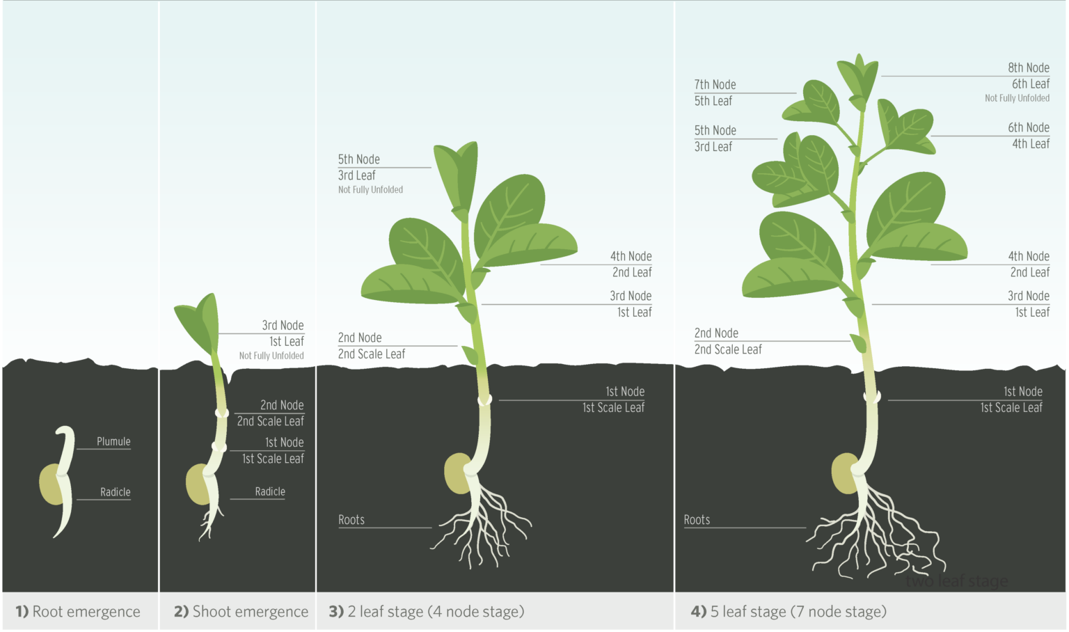 Faba Bean Growth Staging Guide Saskatchewan Pulse Growers
