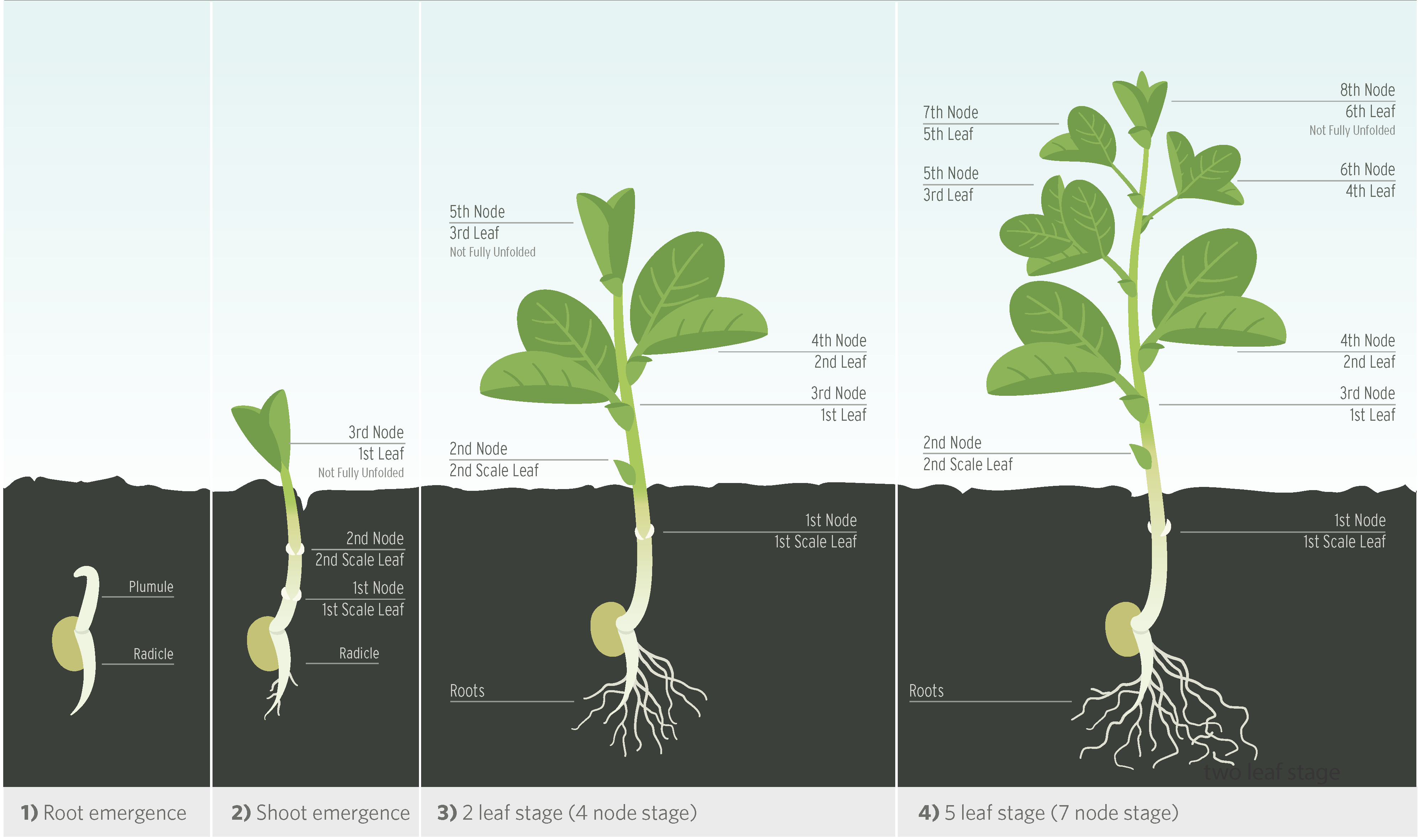 Faba Bean Growth Stages Diagram
