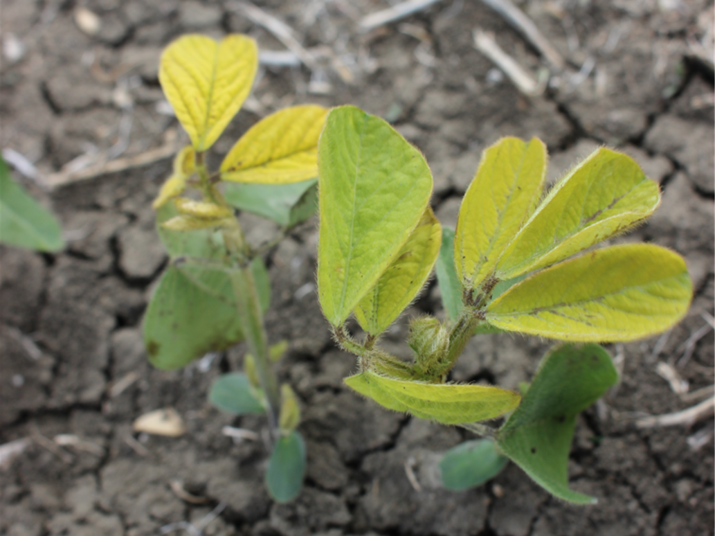 Yellowing soybean symptom of iron deficiency chlorosis