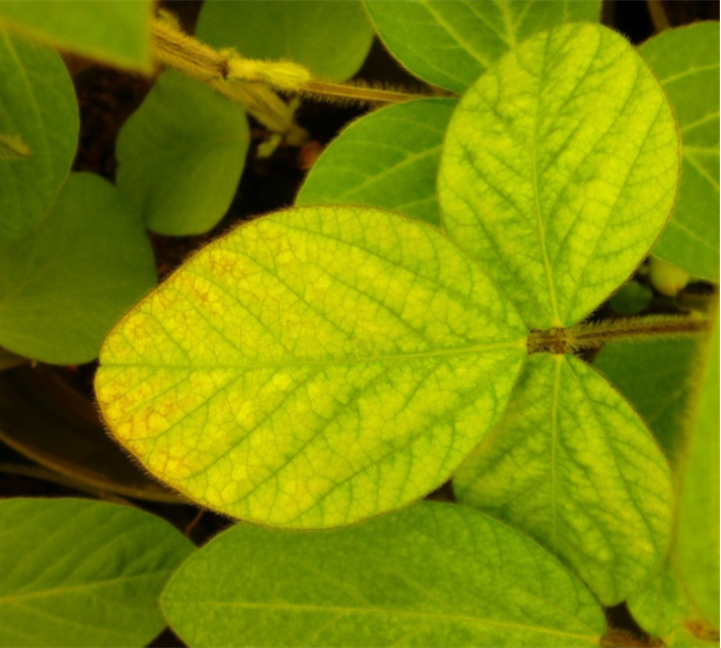 Symptomology of iron deficiency in soybean leaf