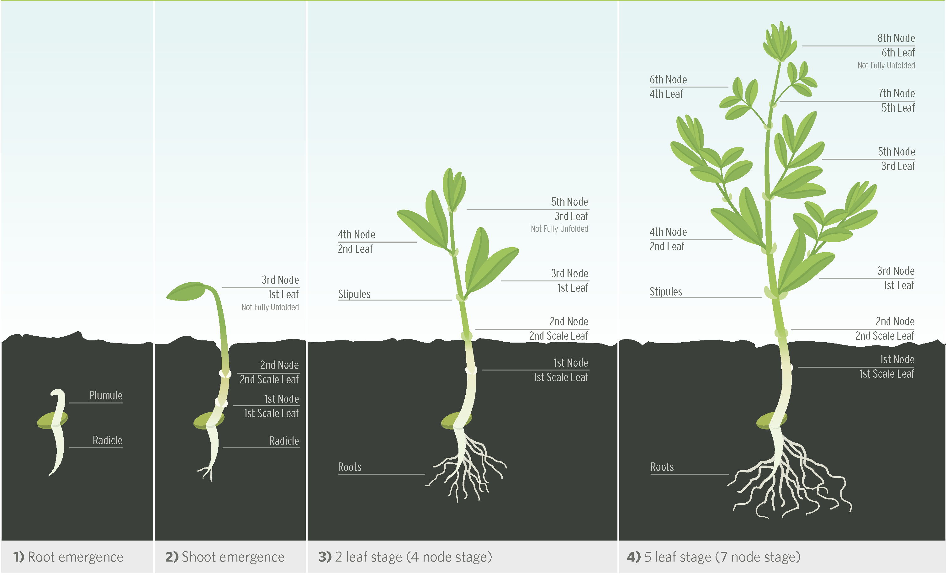 Lentil Growth Stages Diagram