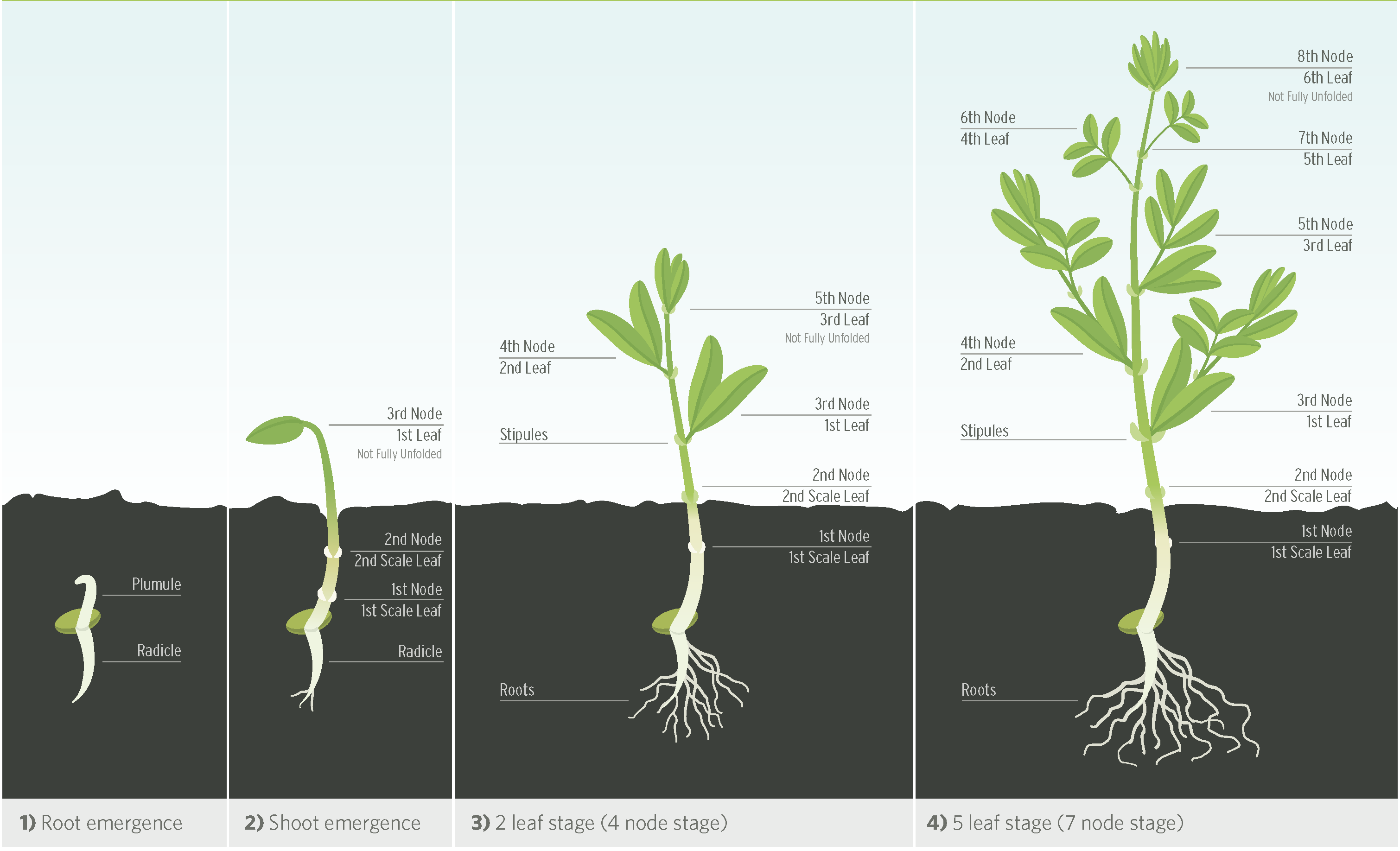 Stages Of Plant Growth Diagram Stages Of Plant Growth Diagram