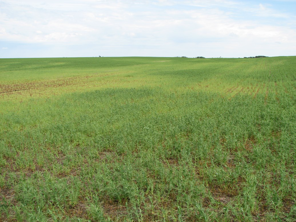Patches of root rot in pea field