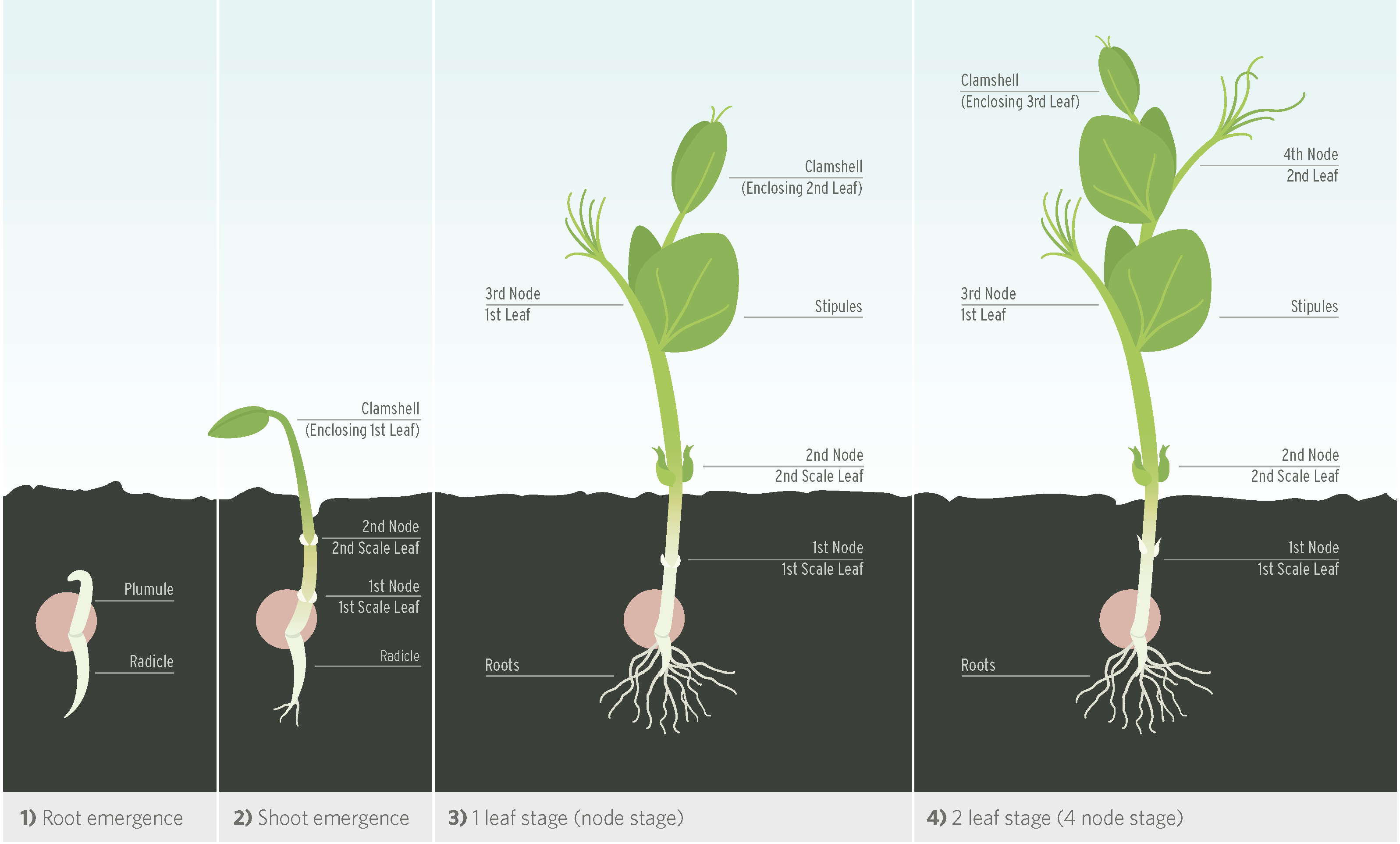 Pea Growth Stages Diagram