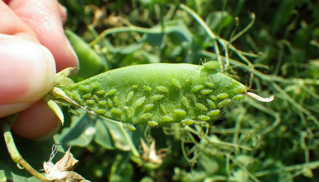 Pea aphid adults and nymphs on pea pod