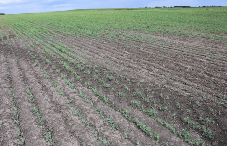 Saskatchewan Rooted Tips for Rolling your Pulse and Soybean Crops | Saskatchewan Pulse Growers