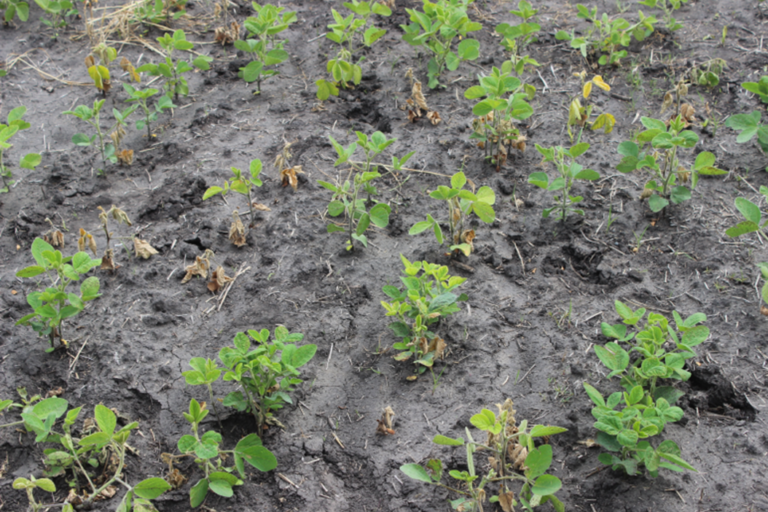 Phytophthora Root Rot In Soybeans 