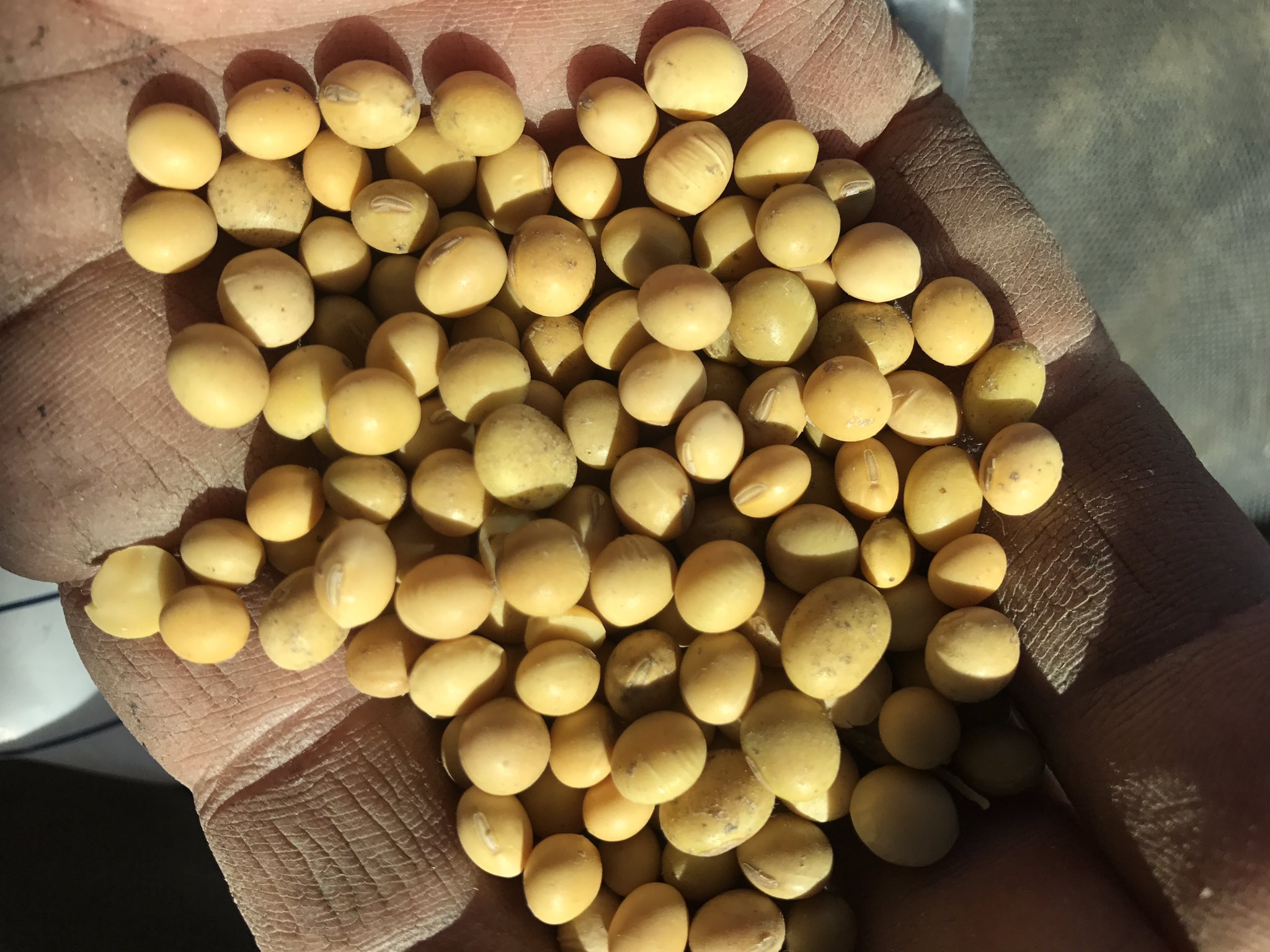 Soybeans in hand