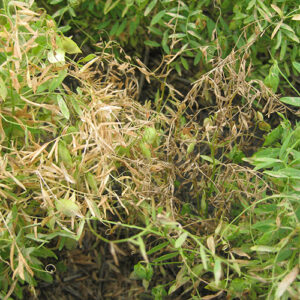 Lentil Insect Lentil Disease & Insect Identification Guide | Saskatchewan Pulse Growers