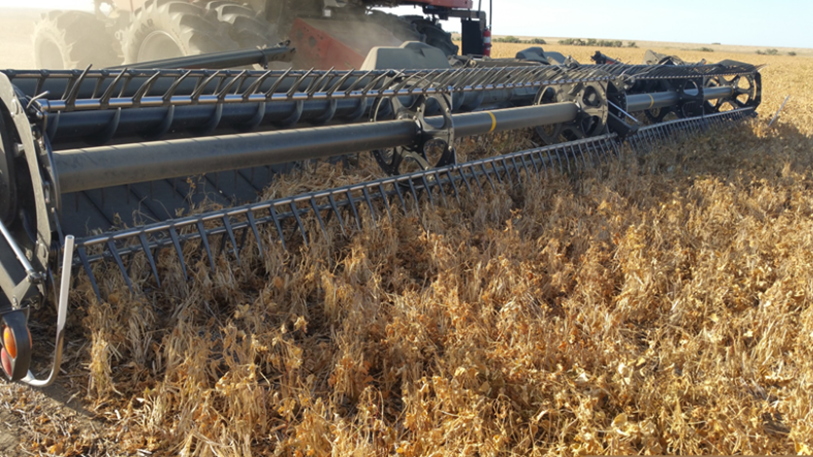 Straight cutting dry beans