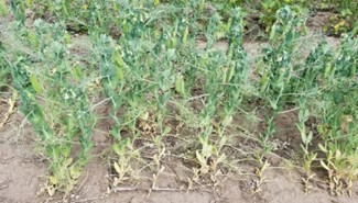 Stunted and yellowed root rotted peas