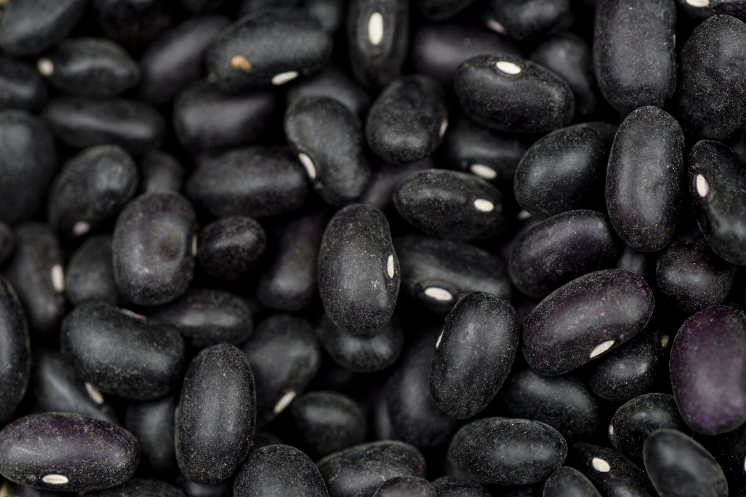 black bean seed