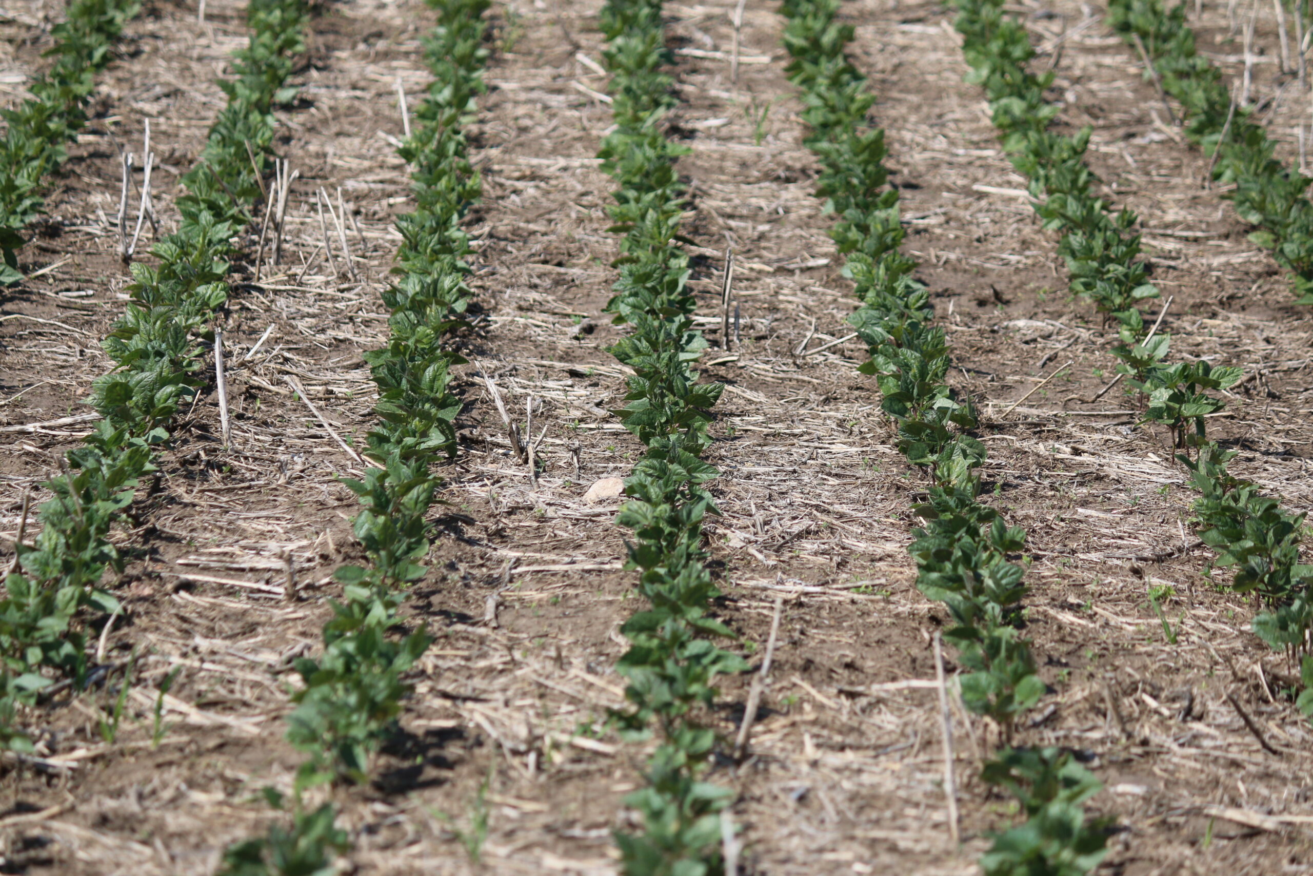Rows of CDC Blackstrap bean seedlings