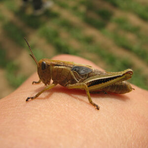 Lentil Insect Lentil Disease & Insect Identification Guide | Saskatchewan Pulse Growers