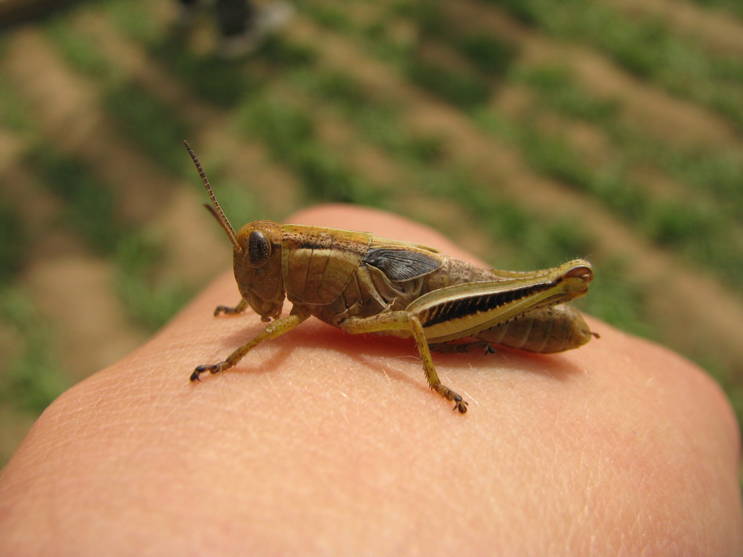 Grasshopper 5th instar