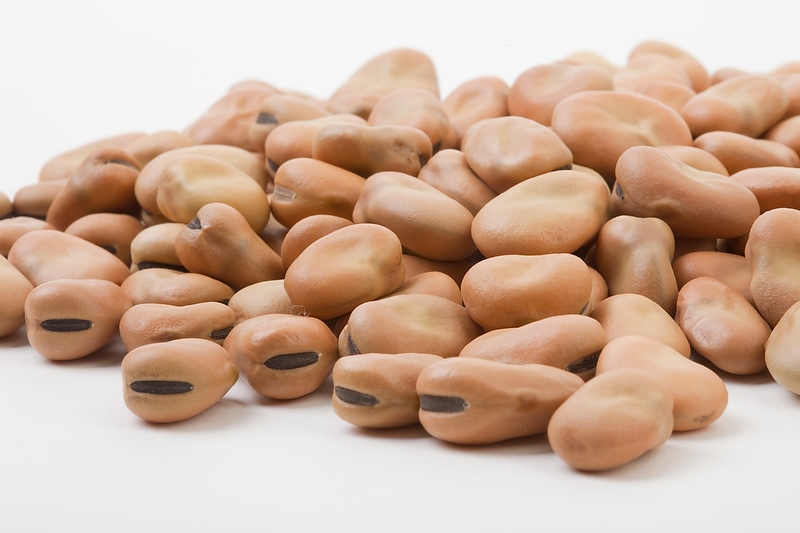 Faba Bean Seed