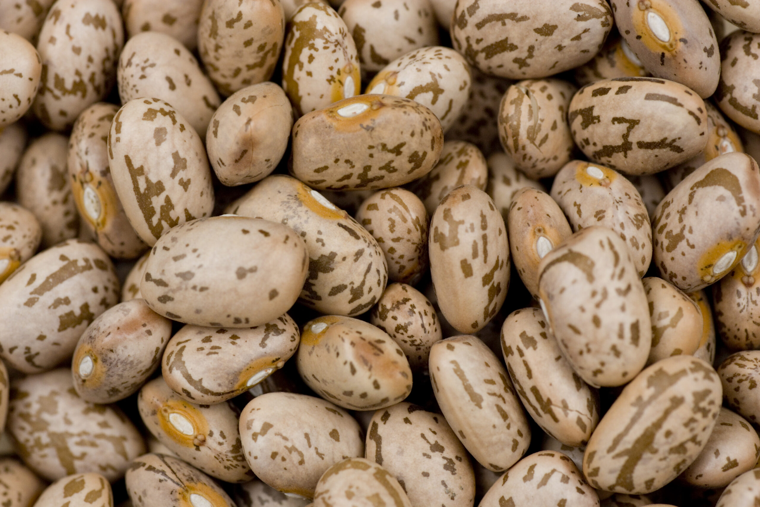 Pinto Bean Seed