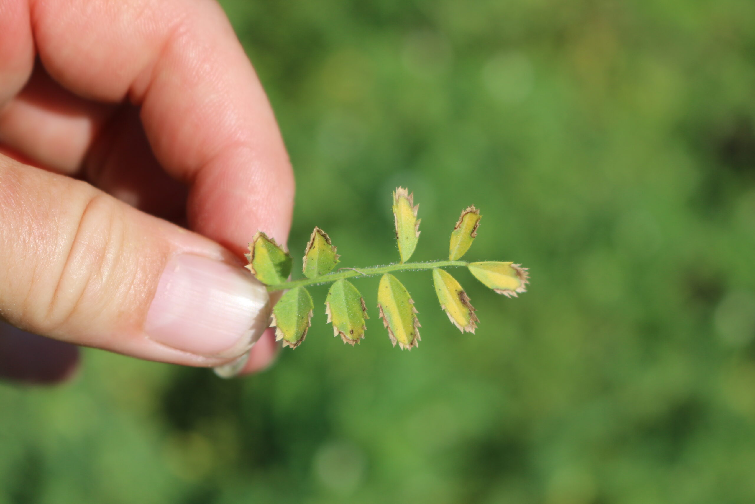 Ascochyta on Chickpea Leaves