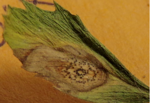 Ascochyta lesion on chickpea leaf