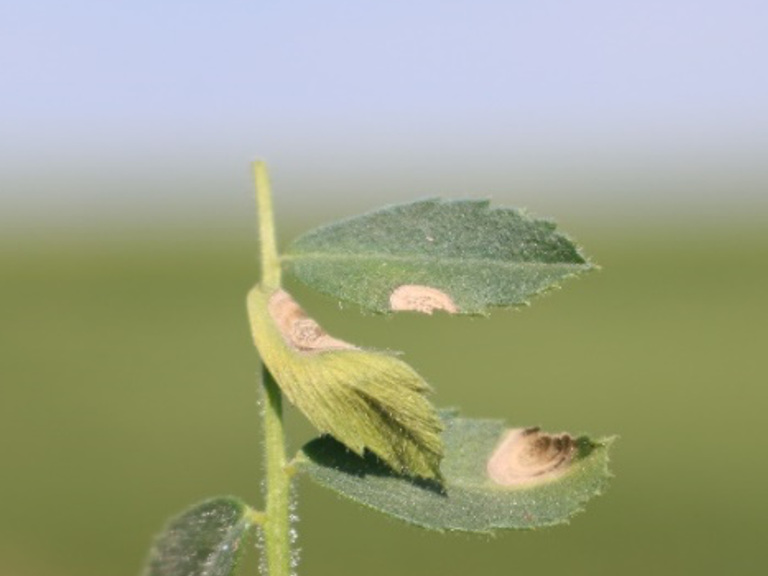 Ascochyta lesions on chickpea leaves