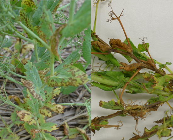 Bacterial blight lesions on whole pea plants