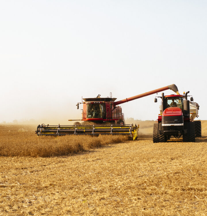 Combine Unloading Harvested Peas