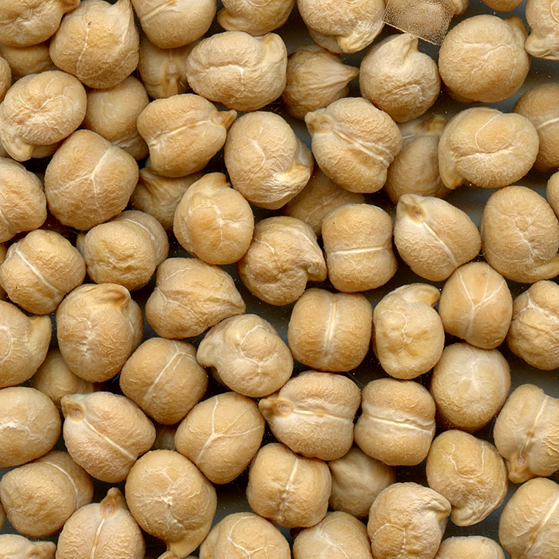CDC Orkney Chickpea Seed