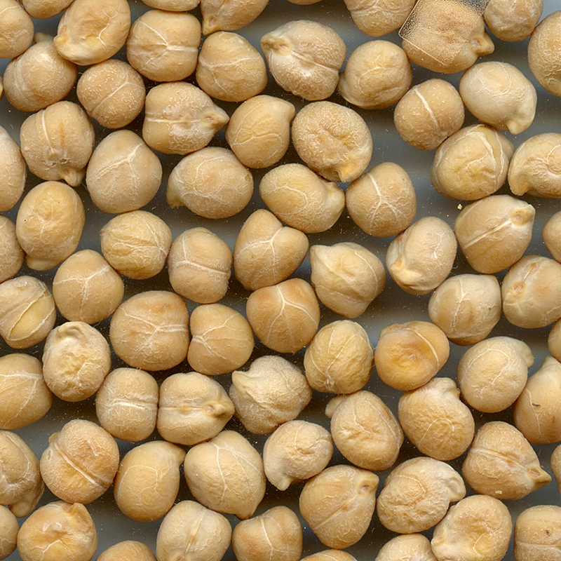 CDC Pearl Chickpea Seed vs Lancer