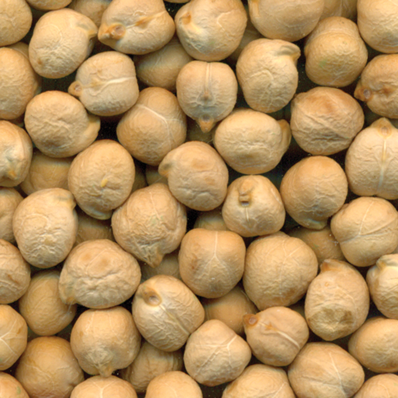 CDC Palmer Chickpea Seed