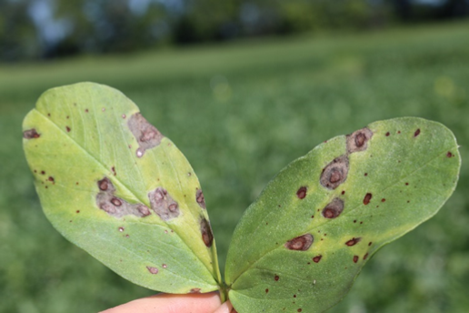 Chocolate spot on faba leaves