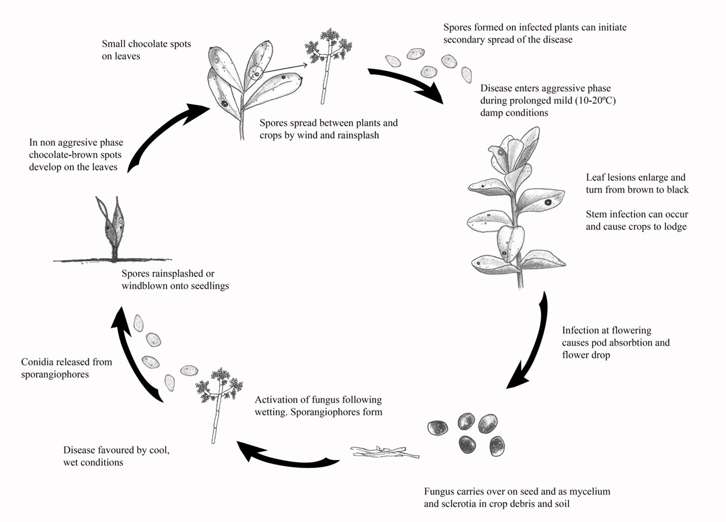 Identifying & Managing Disease in Faba Bean Crops | Saskatchewan Pulse ...