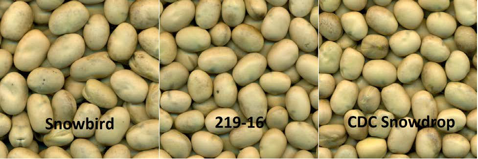 CDC 219-16 Faba Bean Seed vs Snowbird vs Snowdrop