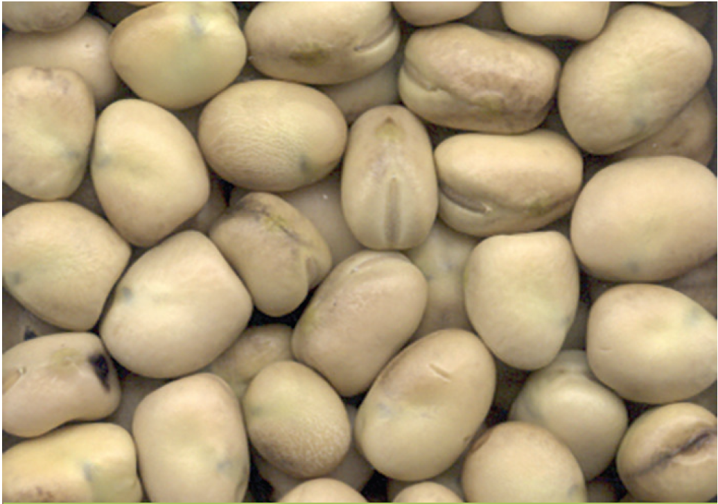 CDC Snowdrop Faba Bean Seed