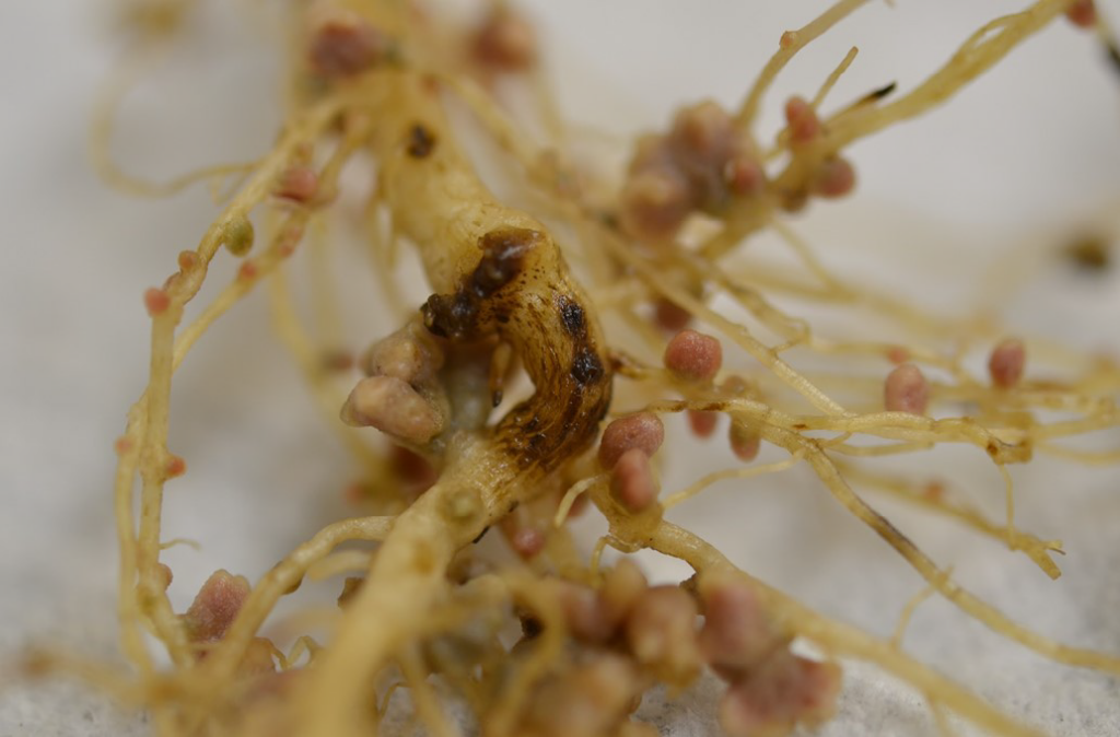 Fusarium Root Rot in Pulse Crops | Saskatchewan Pulse Growers