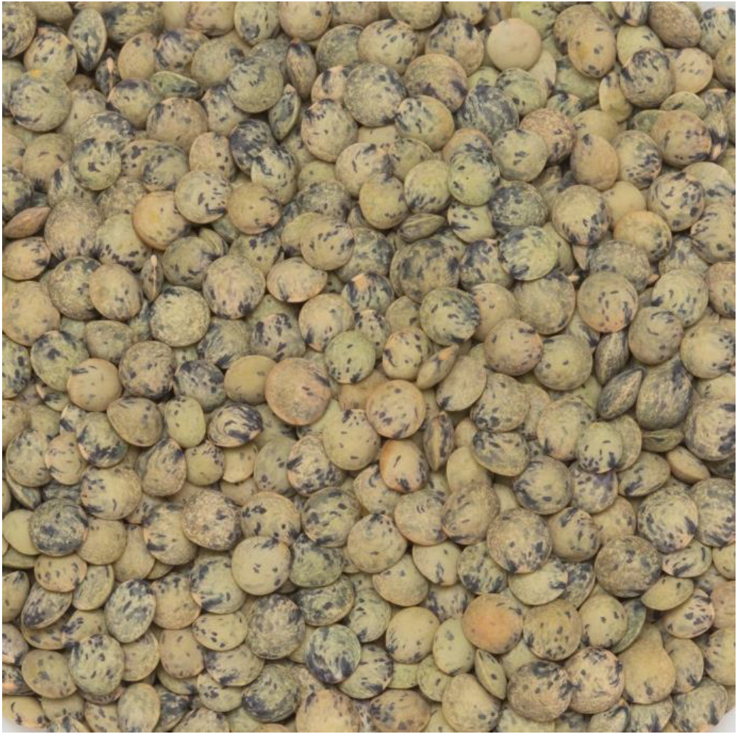 CDC Marble Lentil Seed