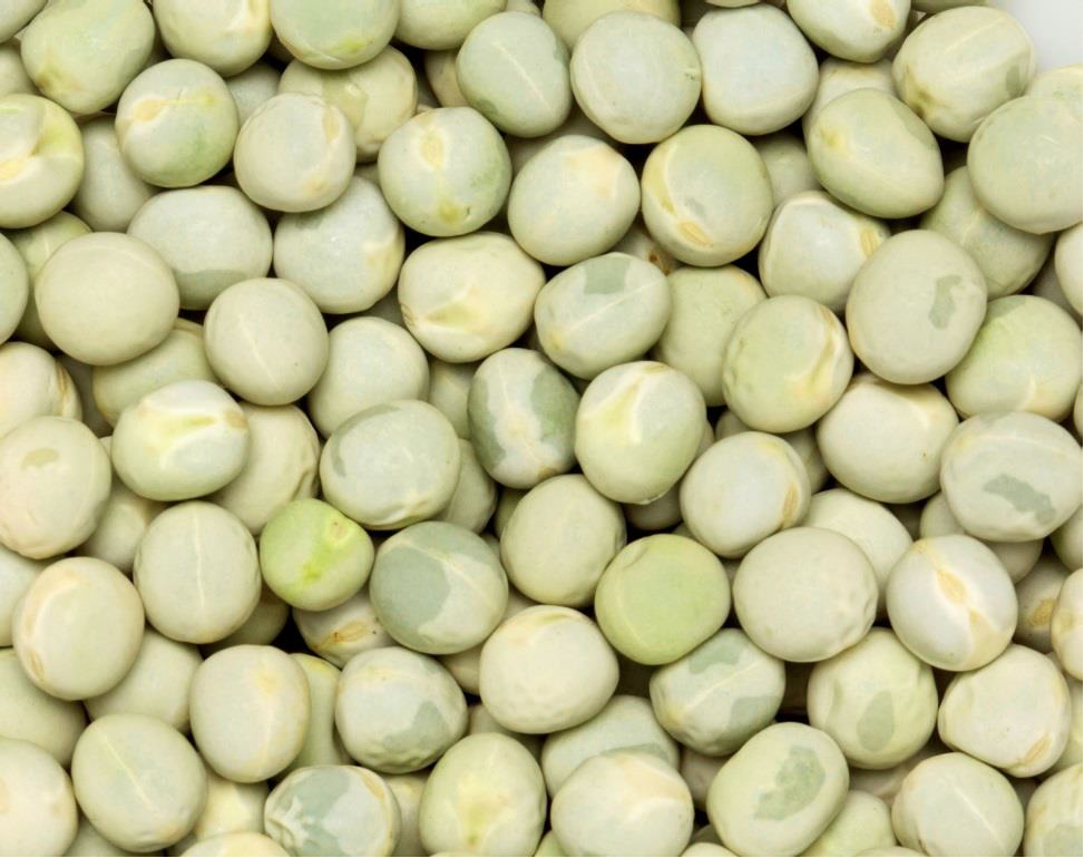CDC Greenwater Pea Seed