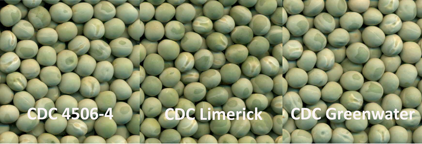 CDC Rider Pea Seed vs Limerick vs Greenwater