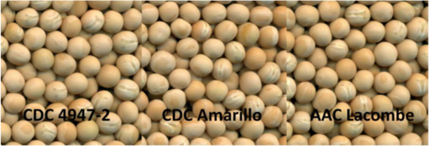 CDC Tollefson Pea Seed vs Amarillo vs AAC Lacombe