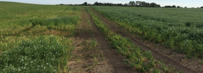 Saskatchewan Rooted Reducing Root Rot Risk | Saskatchewan Pulse Growers