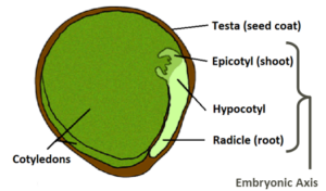 Chart depicting anatomy of a pulse seed