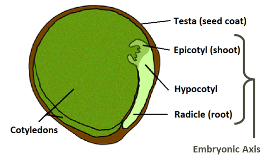 Chart depicting anatomy of a pulse seed