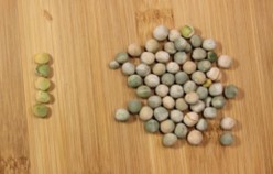 Sample of bleached green peas