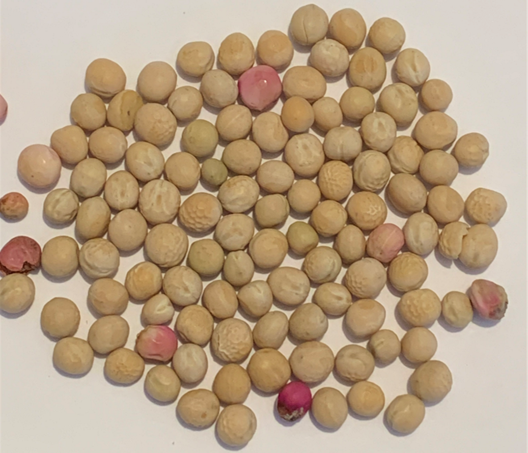 Yellow peas with pink infected seeds