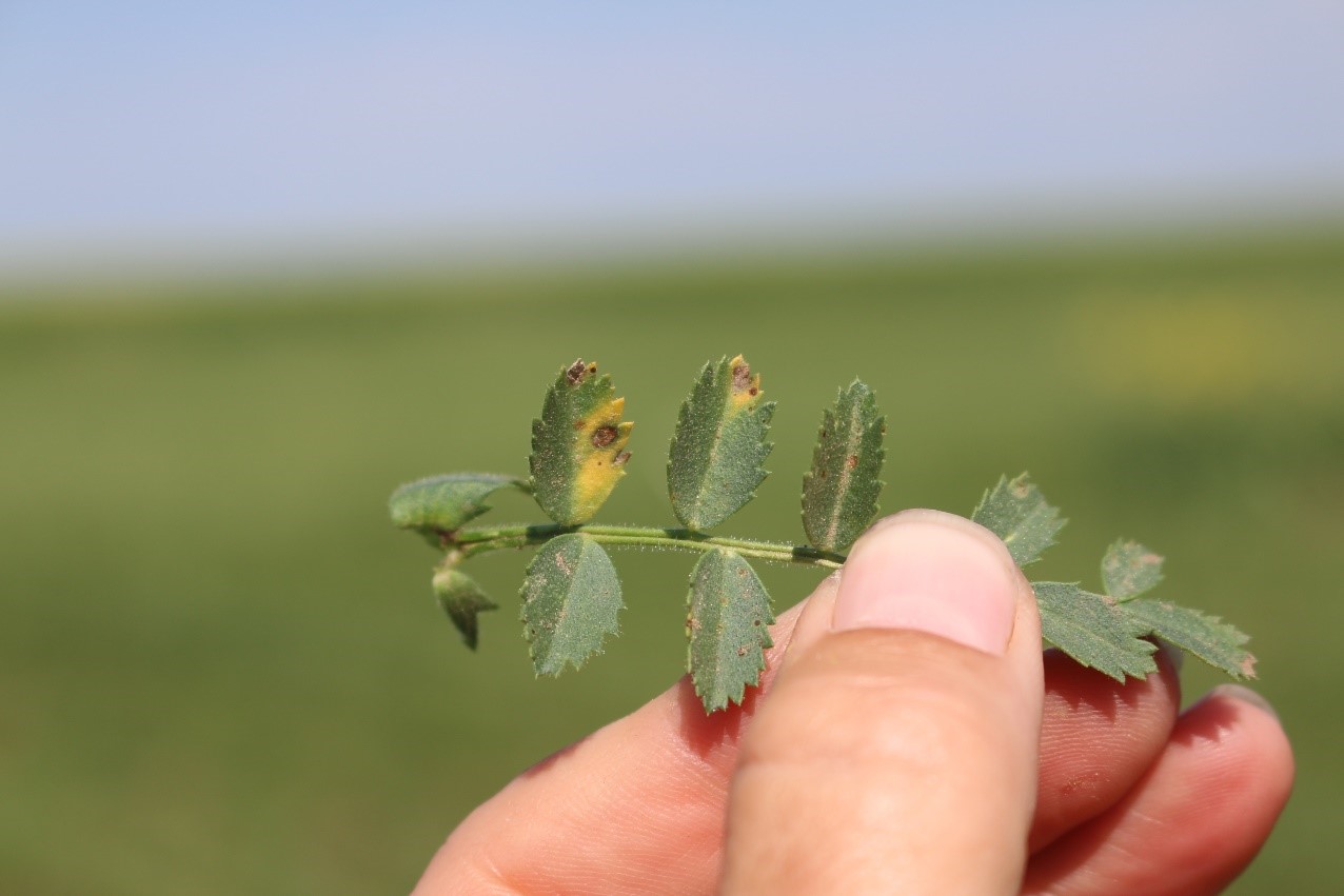 ascochyta in chickpea