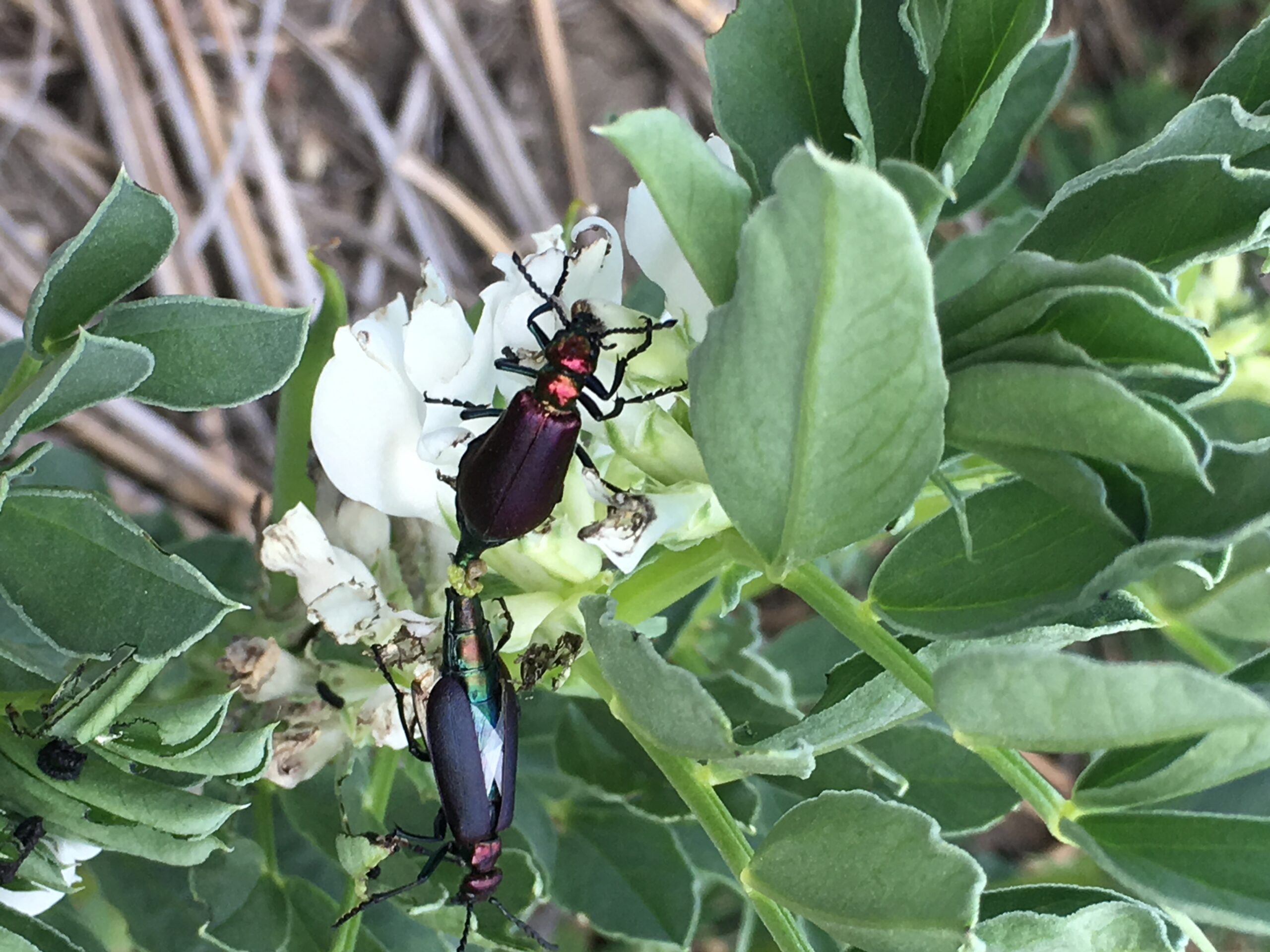 blister beetles in faba
